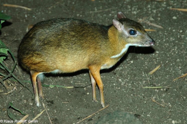 Chevrotain 1000 images about chevrotain on Pinterest Mammals Africa and