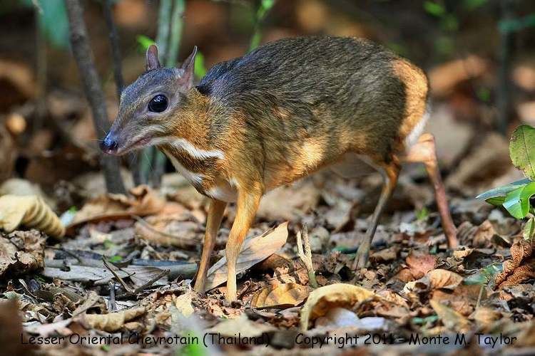 Chevrotain 1000 images about Chevrotain mouse deer on Pinterest Mammals