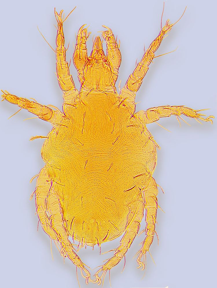 Cheyletidae Family Cheyletidae Leach 1815