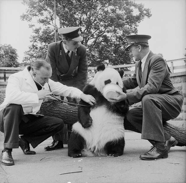 Chi Chi (giant panda) Environment London The o39jays and A bowl