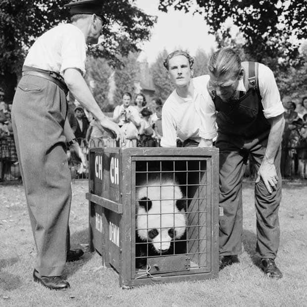 Chi Chi (giant panda) In pictures the history of giant pandas in the UK Telegraph