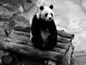 Chi Chi (giant panda) cdnimagesexpresscoukimgdynamic10285x21412