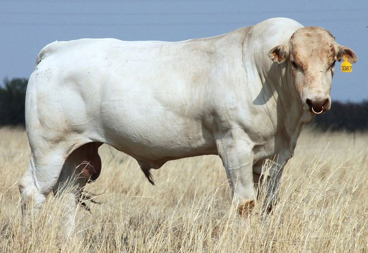 Chianina Chianina is an Italian breed of cattle formerly principally a
