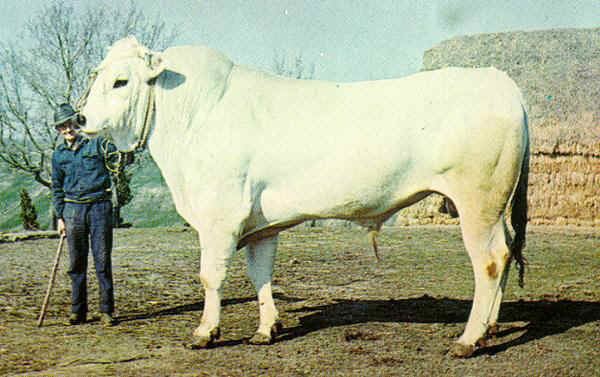 Chianina Italian breeds of cattle Chianina