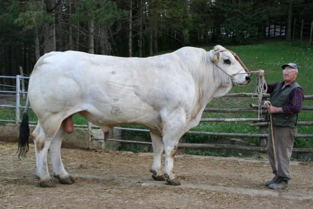 Chianina 1000 images about Chianina on Pinterest Guys Cattle and Boys