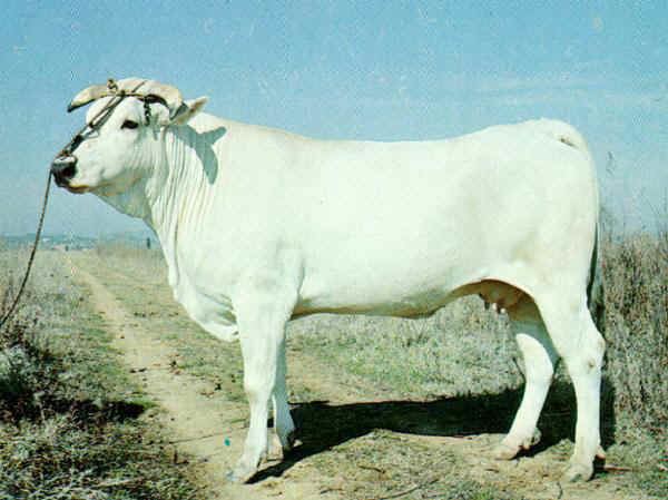 Chianina Italian breeds of cattle Chianina