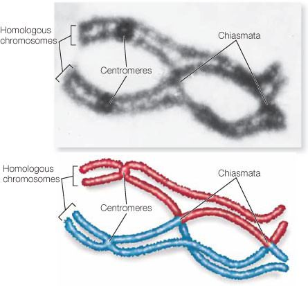 Chiasma (genetics) wwwnaturecomscitablecontent4941sadava917f