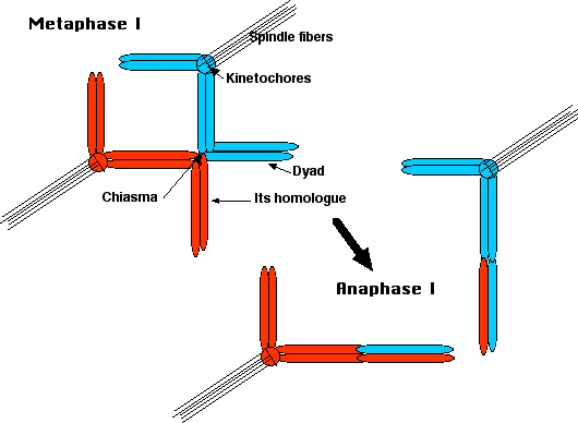 Chiasma (genetics) MeiosisIgif