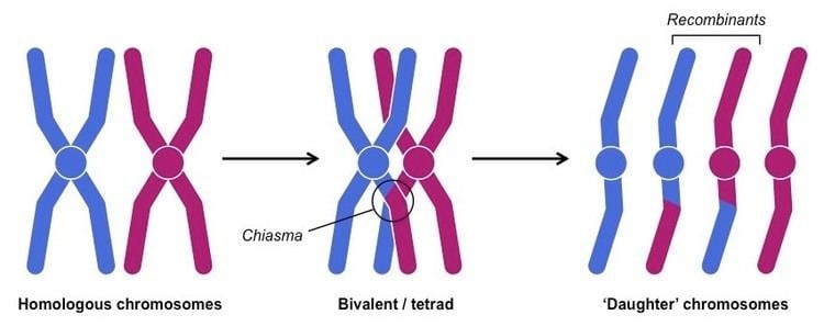 Chiasma (genetics) Chiasmata BioNinja