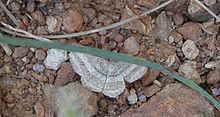 Chiasmia fidoniata httpsuploadwikimediaorgwikipediacommonsthu