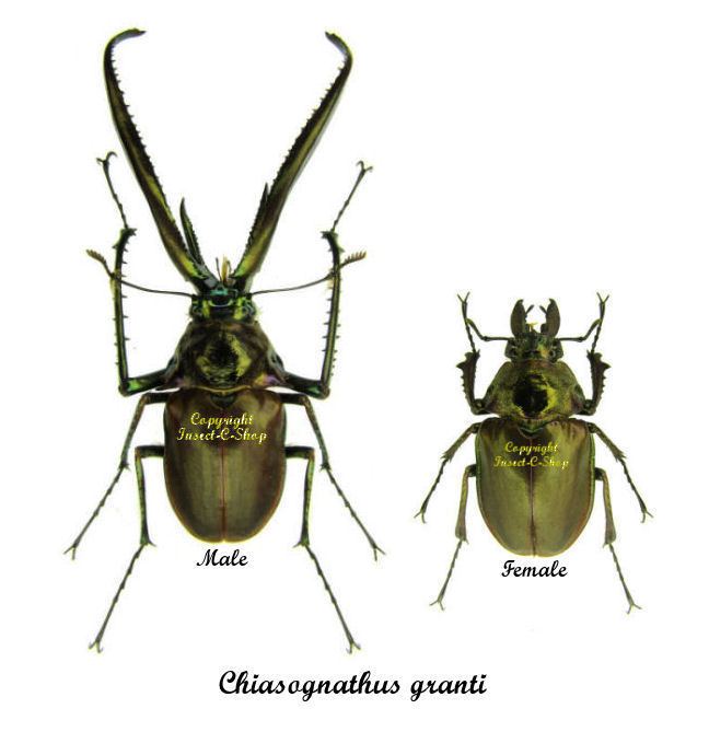 Chiasognathus grantii Chiasognathus granti