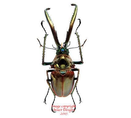 Chiasognathus grantii Insect Designs Beetles Lucanidae Chiasognathus granti