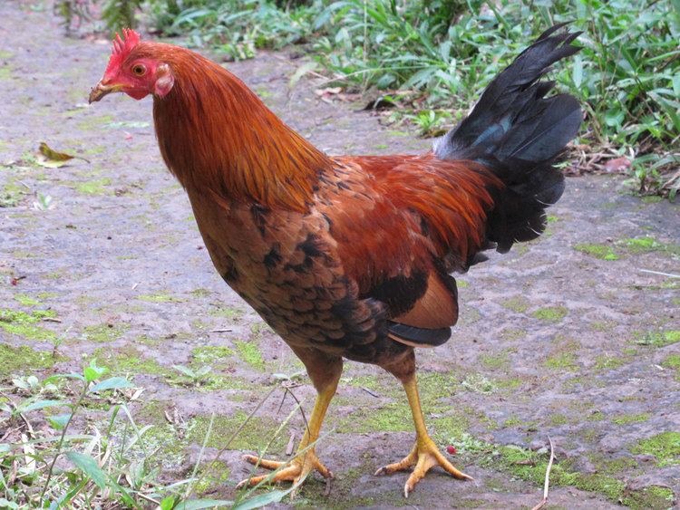 Chicken Chicken Animal Names And Pictures