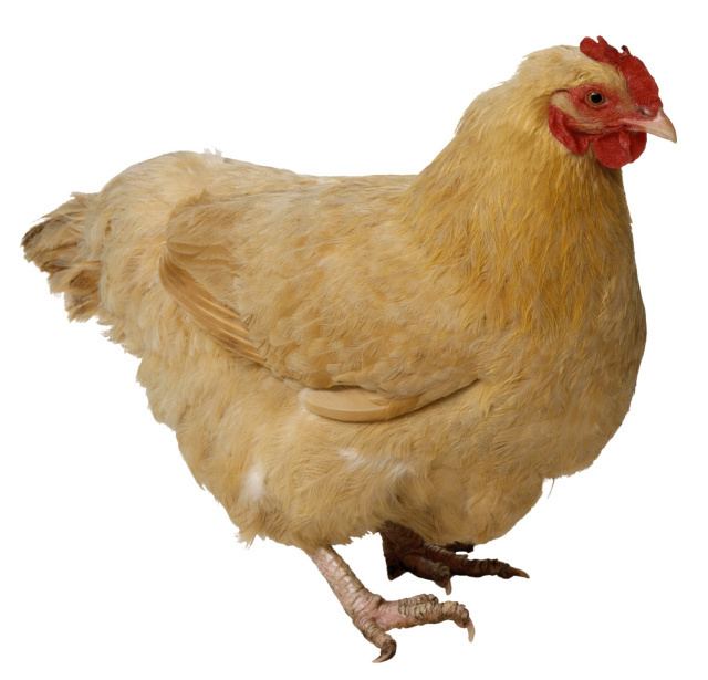 Chicken Adopt A Chicken from World Animal