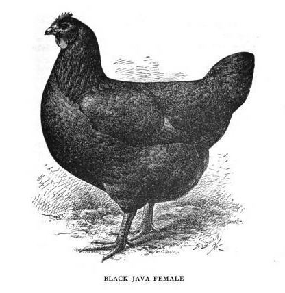 Chicken breeds recognized by the American Poultry Association