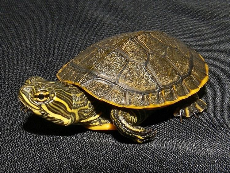Chicken turtle Eastern Chicken Turtle for sale from The Turtle Source
