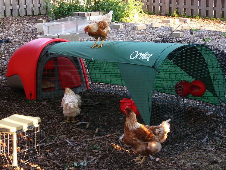 Chickens as pets