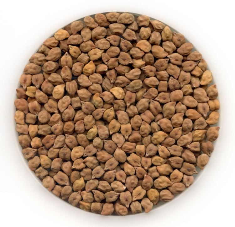 Chickpea Pulse Australia Chickpea