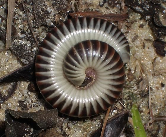 Chicobolus spinigerus millipede Chicobolus spinigerus BugGuideNet