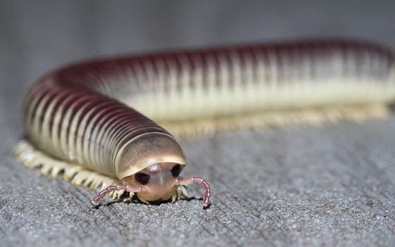 Chicobolus spinigerus another sanibel island millipede for ID Chicobolus spinigerus