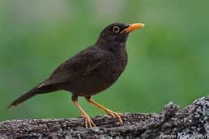 Chiguanco thrush More on Turdus chiguanco Chiguanco Thrush