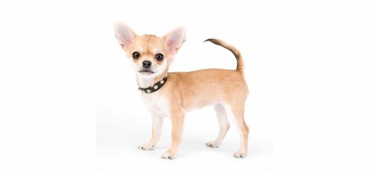 Chihuahua (dog) Chihuahua Dog Insurance The Best Coverage Option