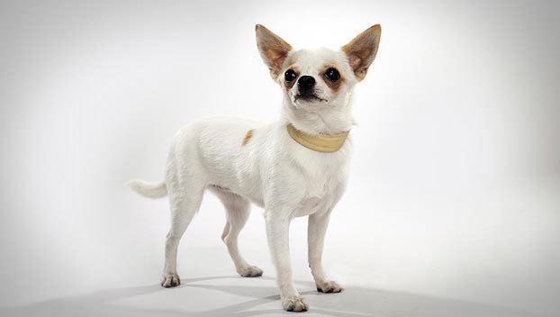 Chihuahua (dog) Chihuahua Dog Breed Selector Animal Planet
