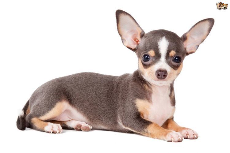 Chihuahua (dog) Hereditary health and genetic diversity within the Chihuahua dog