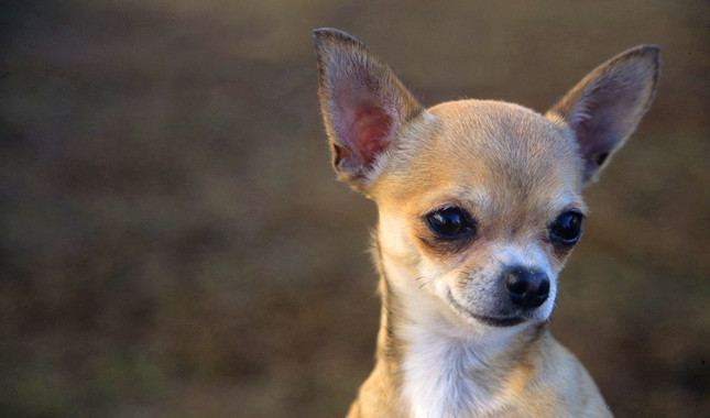 Chihuahua (dog) Chihuahua Dog Breed Information