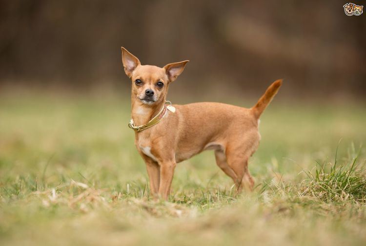 Chihuahua (dog) Chihuahua Dog Breed Information Facts Photos Care Pets4Homes