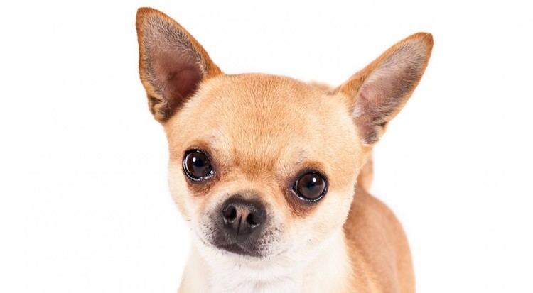 Chihuahua (dog) cdnakcorgakcdogloversChihuahuaherojpg