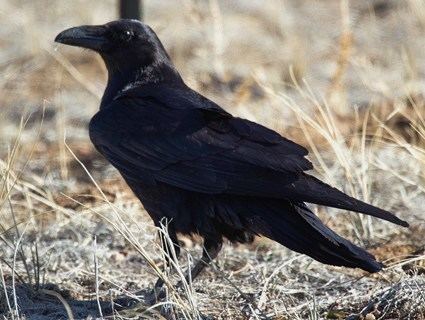 Chihuahuan raven Chihuahuan Raven Identification All About Birds Cornell Lab of
