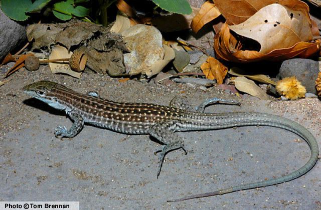 Chihuahuan spotted whiptail Chihuahuan Spotted Whiptail Aspidoscelis exsanguis Reptiles of