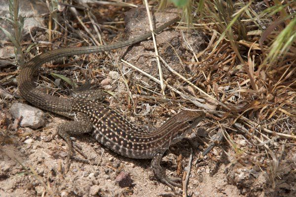 Chihuahuan spotted whiptail Ribbit Photography Chihuahuan Spotted Whiptail