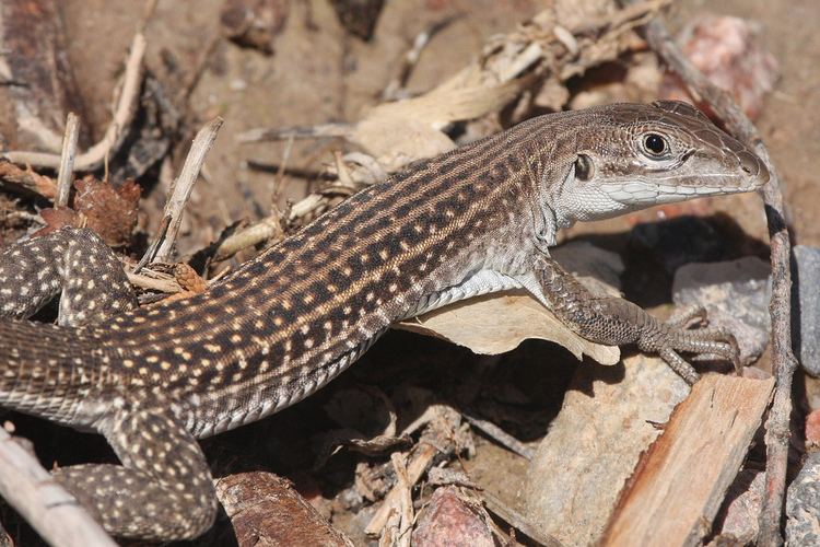 Chihuahuan Spotted Whiptail - Alchetron, The Free Social Encyclopedia