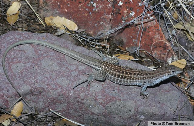 Chihuahuan spotted whiptail - Alchetron, the free social encyclopedia