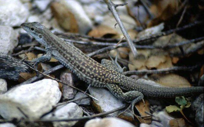 Chihuahuan spotted whiptail Chihuahuan Spotted Whiptail Tucson Herpetological Society