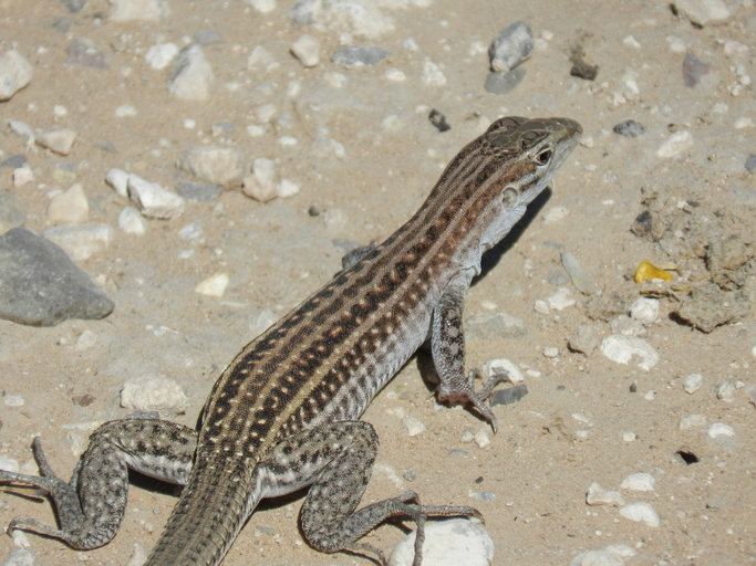 Chihuahuan spotted whiptail Chihuahuan spotted whiptail Wikipedia