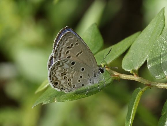 Chilades lajus Butterflies of the Indian subcontinent Chilades lajus