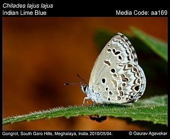 Chilades lajus Chilades lajus Lime Blue Butterflies of India