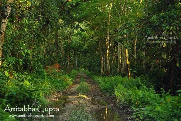 Chilapata Forests Chilapata Ideal destination for a jungle weekend Amitabha Gupta