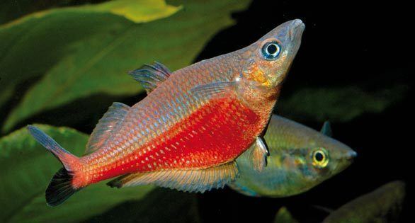 Chilatherina Finding and Breeding The Sentani Rainbowfish Amazonas