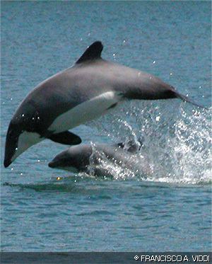 Chilean dolphin Chilean Dolphins Cephalorhynchus eutropia MarineBioorg