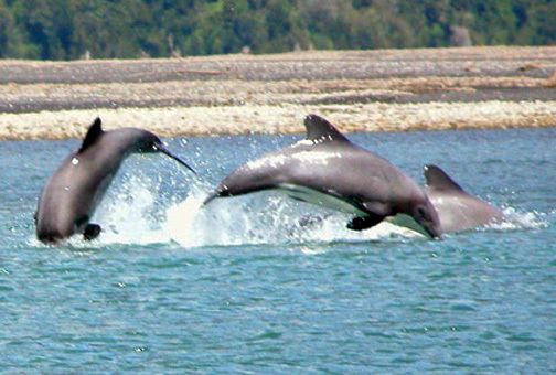 Chilean dolphin Chilean Dolphin photos