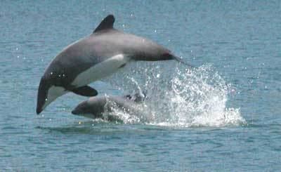 Chilean dolphin CSI Photo Gallery