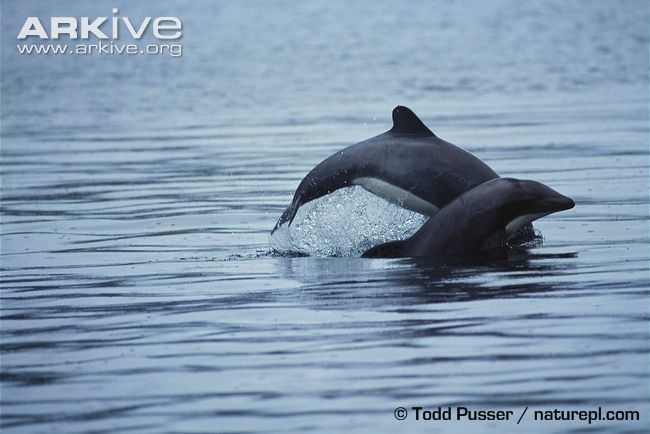 Chilean dolphin Chilean dolphin photo Cephalorhynchus eutropia G53121 ARKive