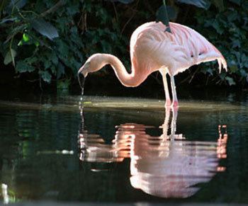 Chilean flamingo wwwtheanimalfilescomimageschileanflamingo2jpg