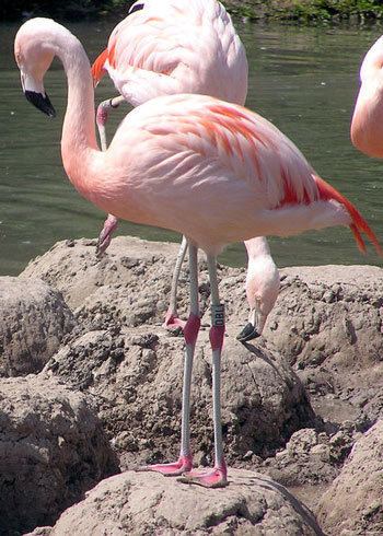 Chilean flamingo Chilean Flamingo The Animal Files