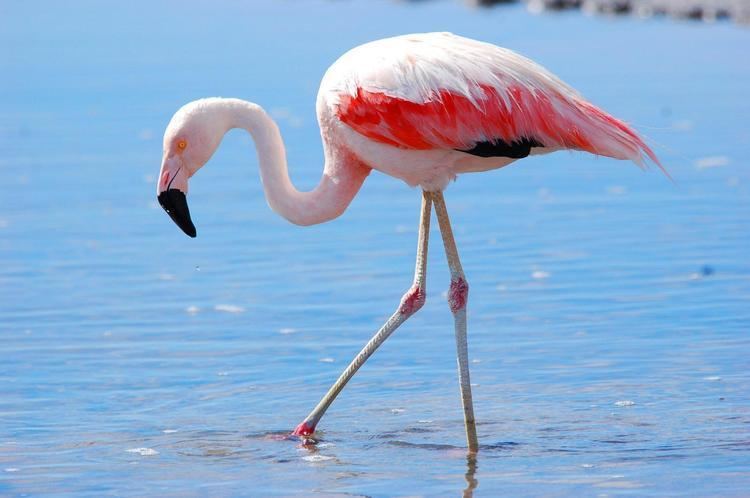 Chilean flamingo BirdsEye Photography Review Photos