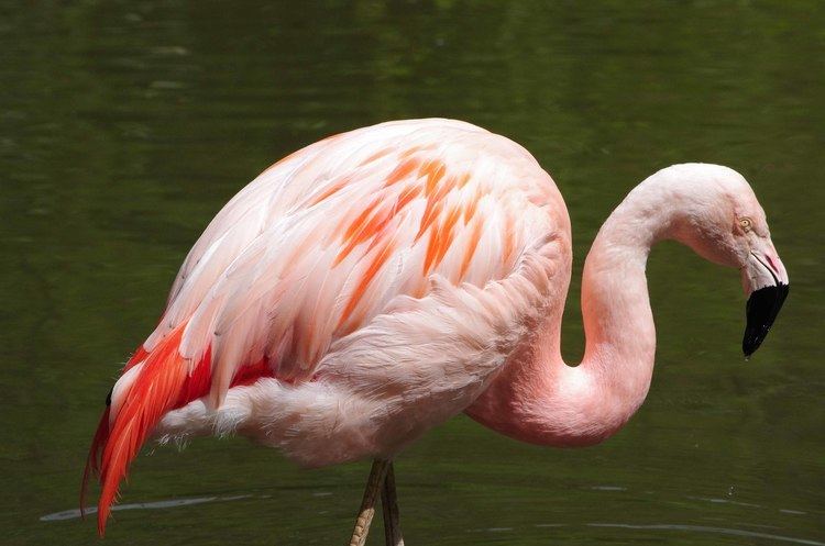 Chilean flamingo Chilean flamingo Twycross Zoo